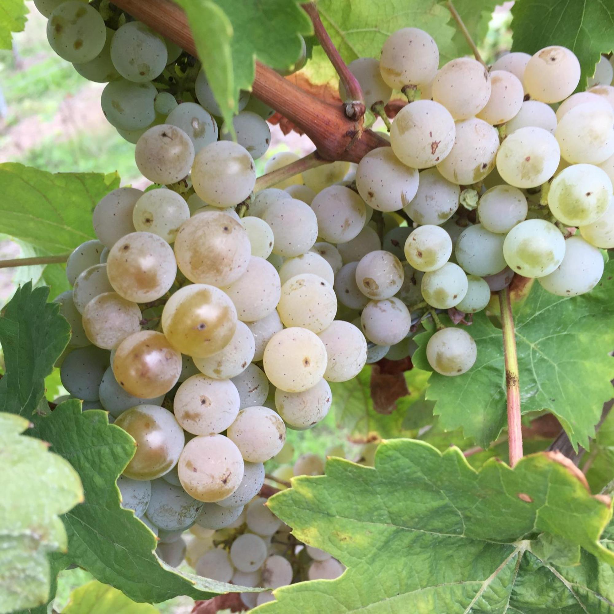 Ferienweingut Willems Oberemmel المظهر الخارجي الصورة