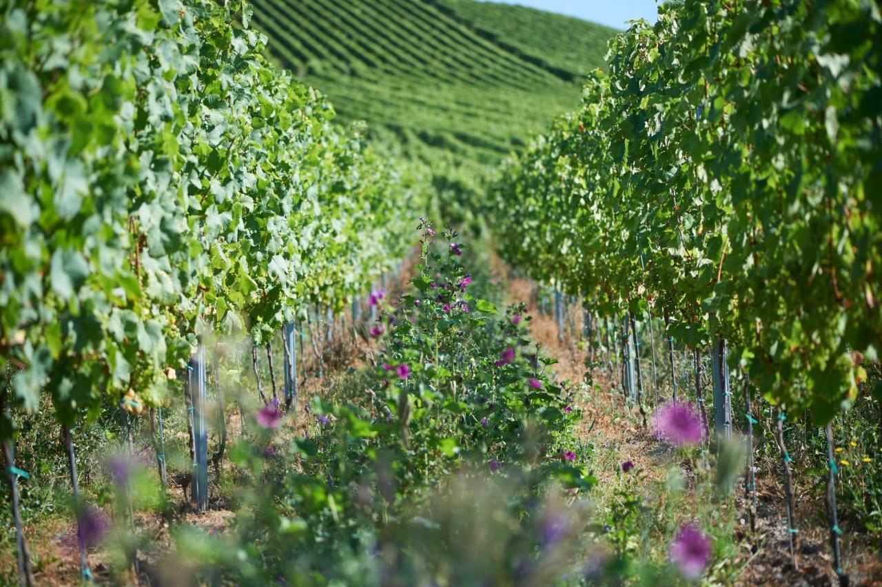 Ferienweingut Willems Oberemmel المظهر الخارجي الصورة